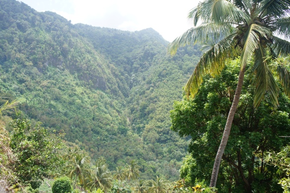 The rainforest of St. Lucia
