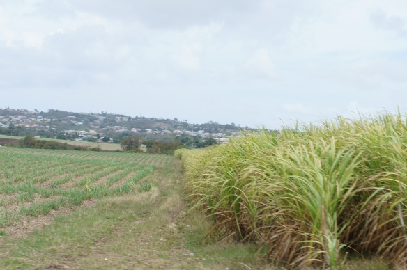 Sugar cane fields of Barbados