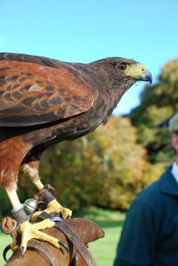 Falconry demonstration at Dromoland Castle